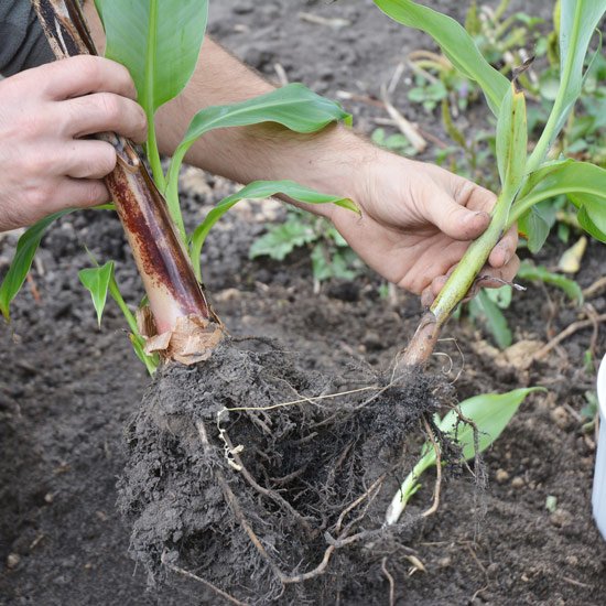 Crop Propagation