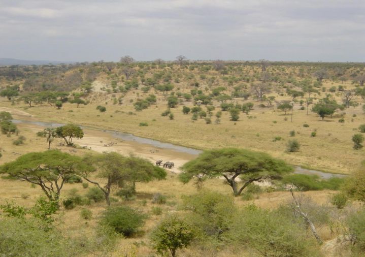 savanna vegetation