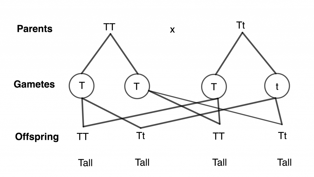 dominant and recessive traits