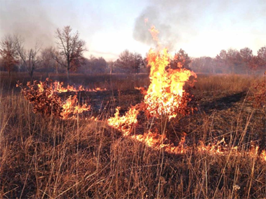 effects of bush burning