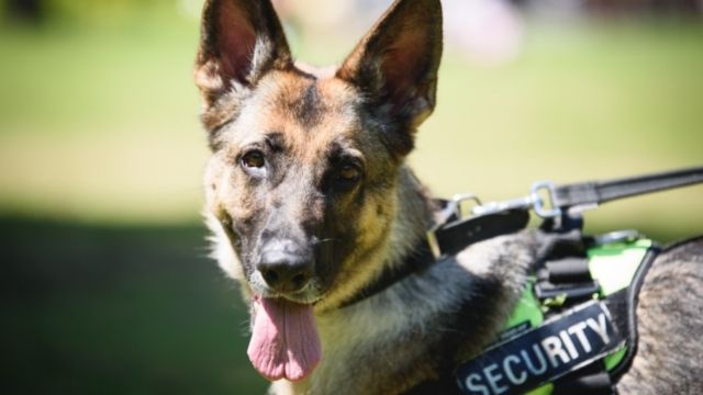 Uses and Importance of Living things 7 security dog