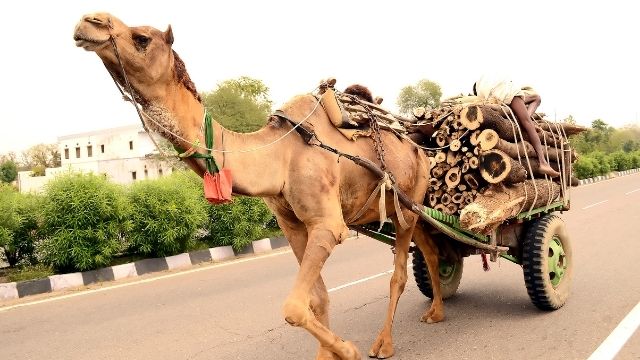 Uses and Importance of Living things 6 camel transport