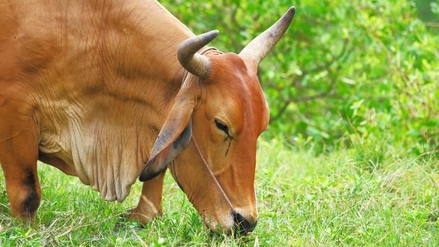 Characteristics of Living Things 3 cow eating grass