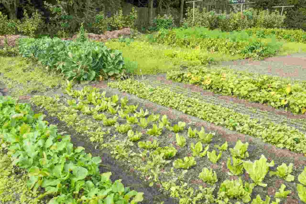 How to Prevent & Control Soil Erosion 3 Crop-rotation
