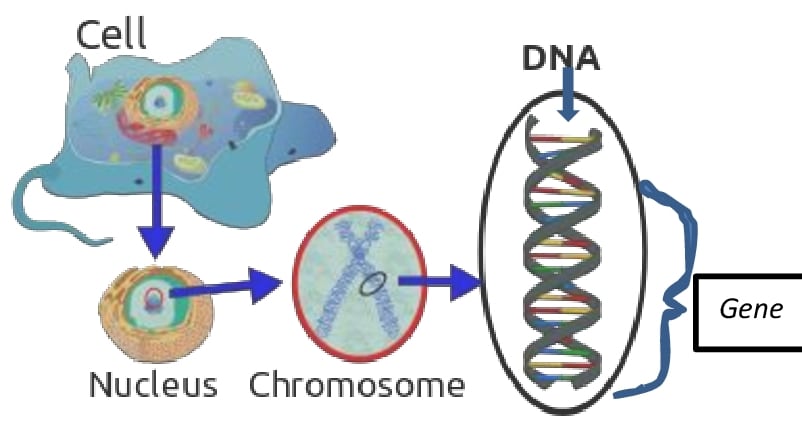 dna gene chromosome