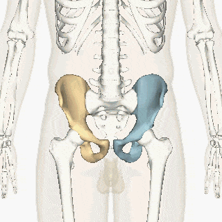Hip bone animation4