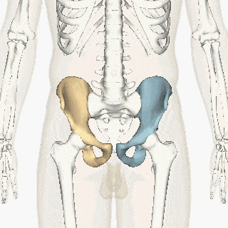 Joints 1 Hip bone animation4
