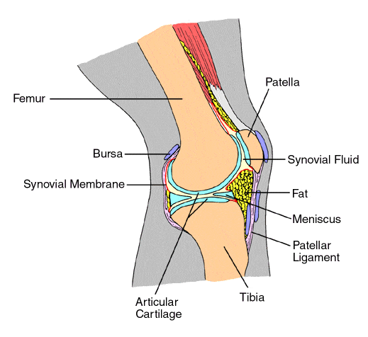 Joints 3 Knee-Joint