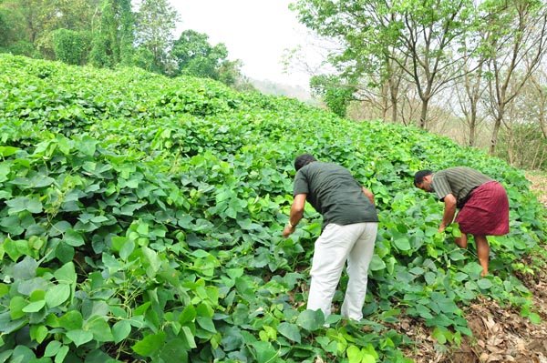 Cover crop of Mucuna bracteata prevents soil erosion