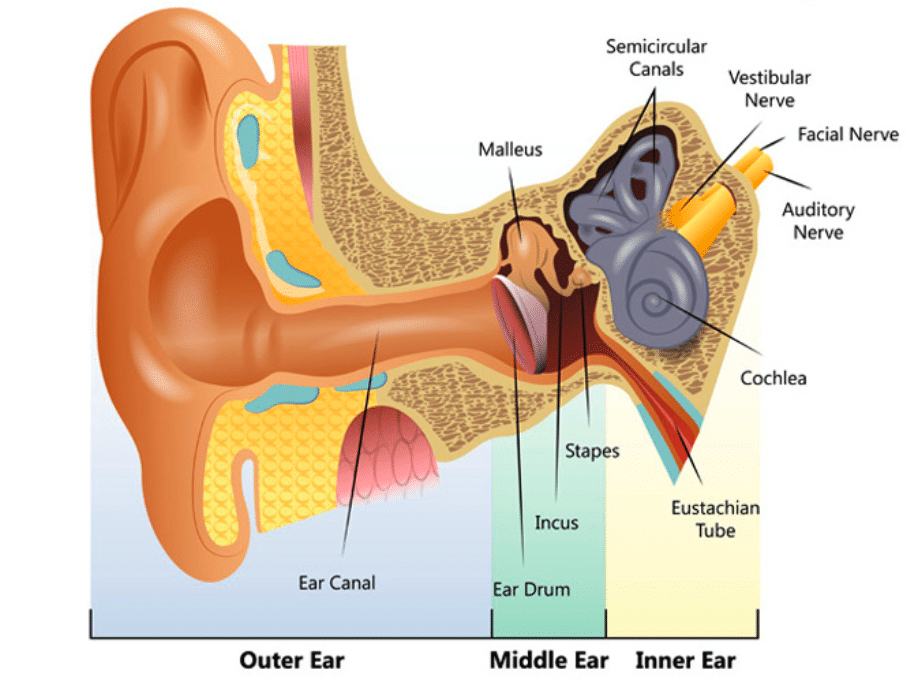 Diagram of an ear