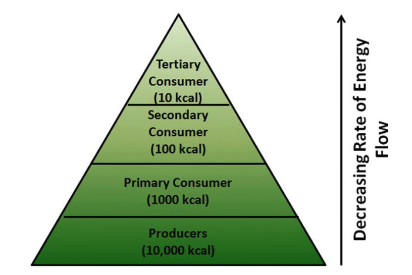 Pyramid of Numbers, Energy & Mass 2 Pyramid of Energy