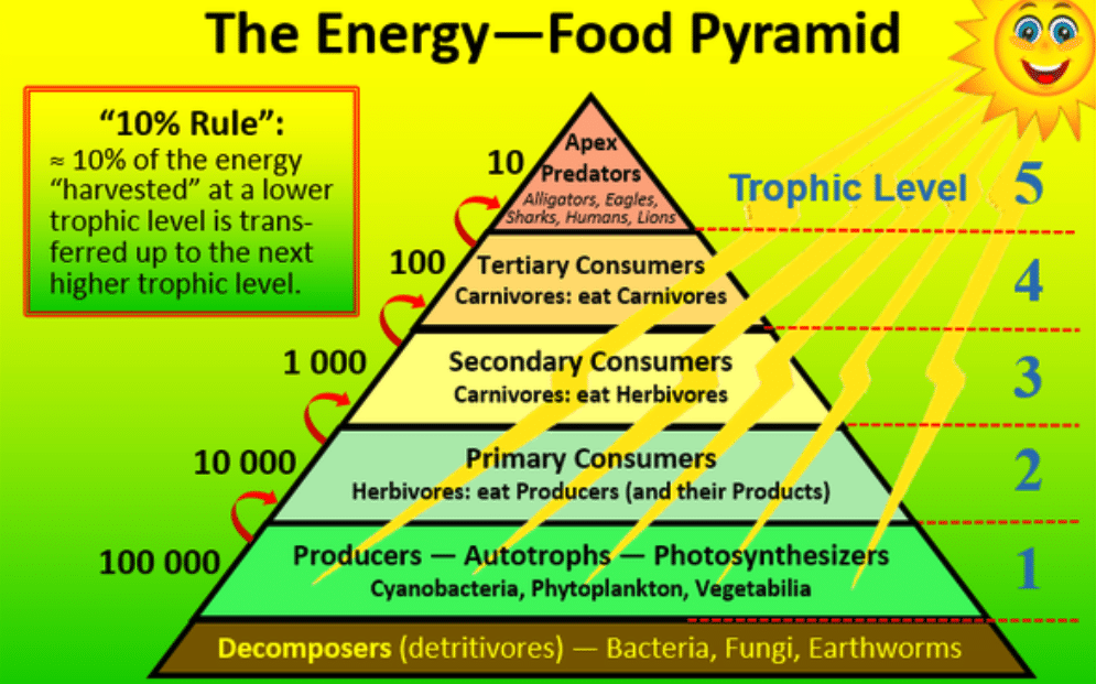 Pyramid of Numbers, Energy & Mass 3 The Energy - Food Pyramid
