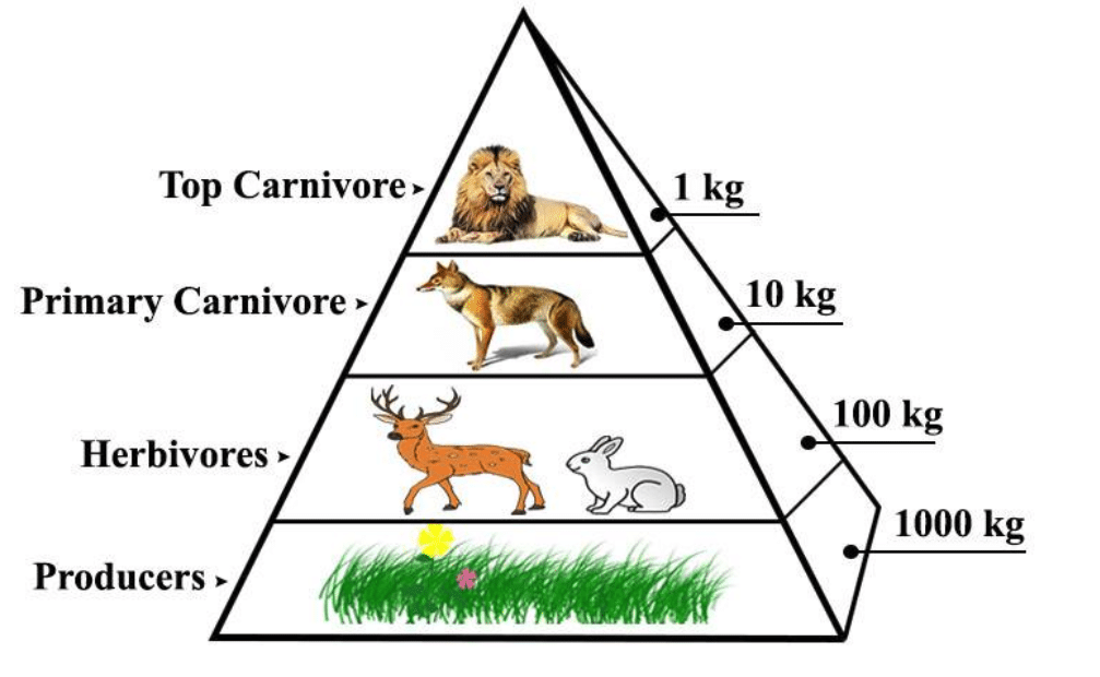 Pyramid of Numbers, Energy & Mass 5 Upright Pyramid of Biomass in a Terrestrial Ecosystem