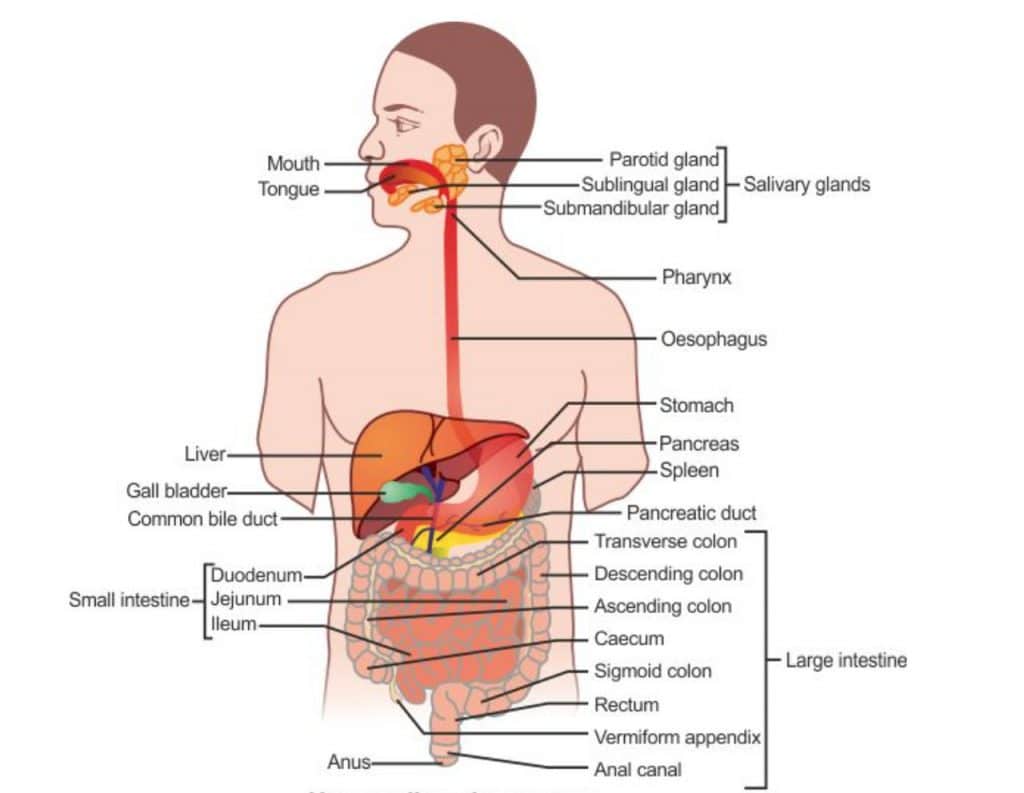 Process of Digestion 1 Human Alimentary Canal (Digestive System)