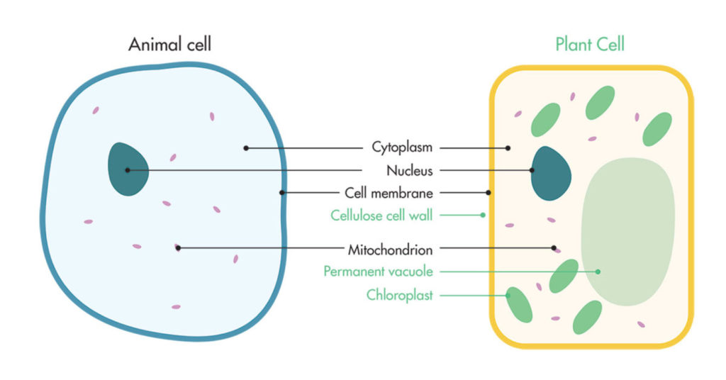 Plant and Animal Cell 3 animal and plant cell