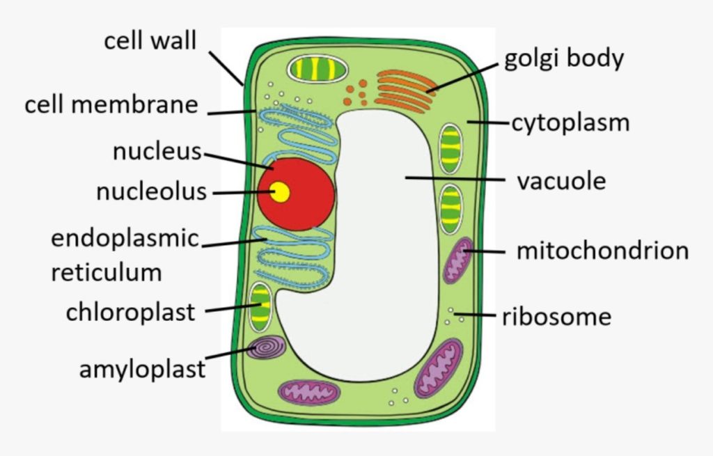 structure of plant cell