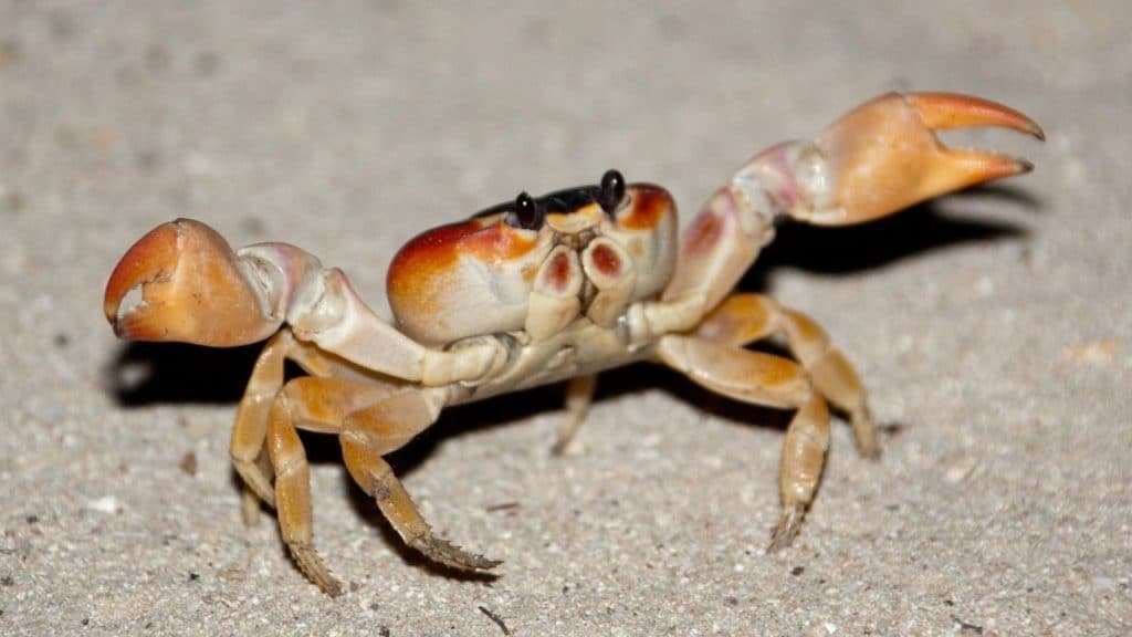 crab