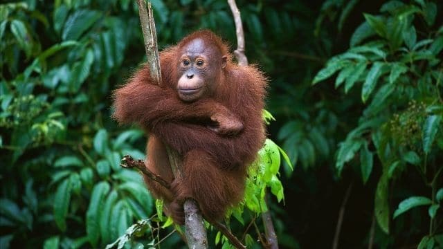 orangutan