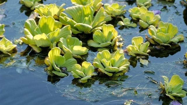 water lettuce