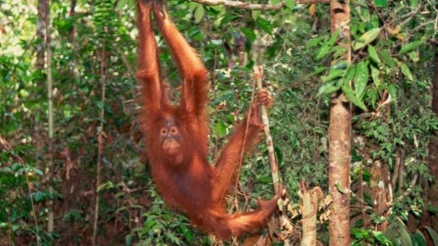 Orangutan