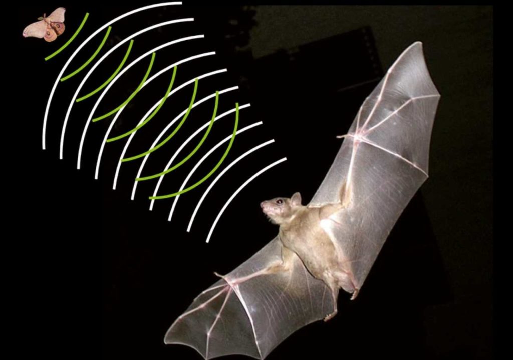 Bats navigate and identify prey by echolocation