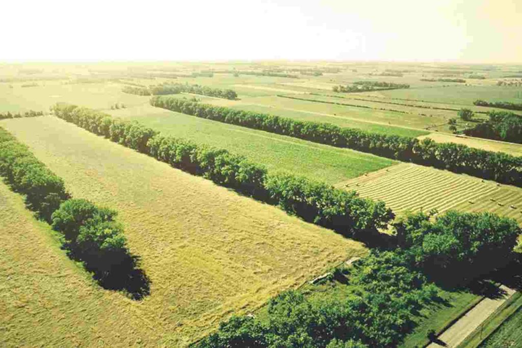How to Prevent & Control Soil Erosion 6 shelter belts