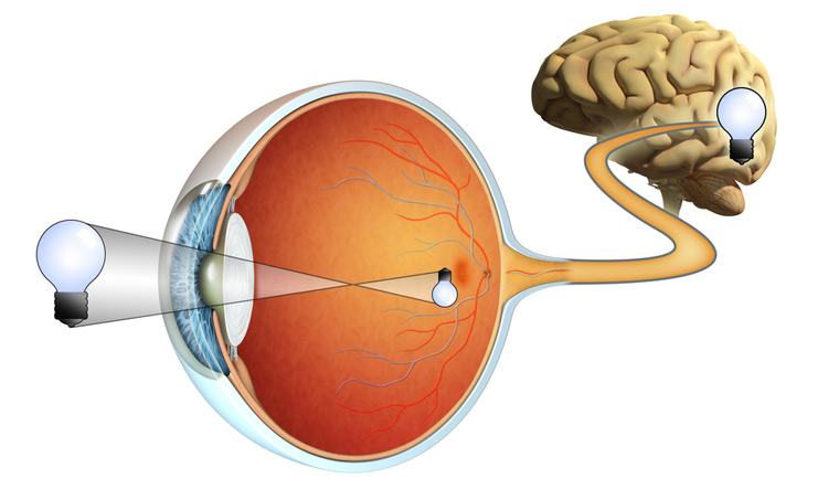 vision images captured eyes processed by our brain