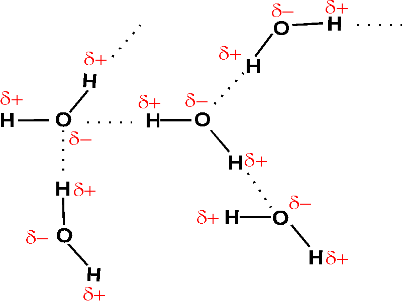 Intermolecular Forces 4 Hydrogen bond between water molecules