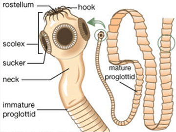 Phylum Platyhelminthes (Flat Worms) 4 Tapeworm