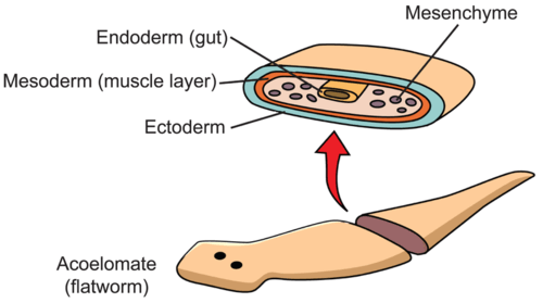 Phylum Platyhelminthes (Flat Worms) 2 8993919 orig 1