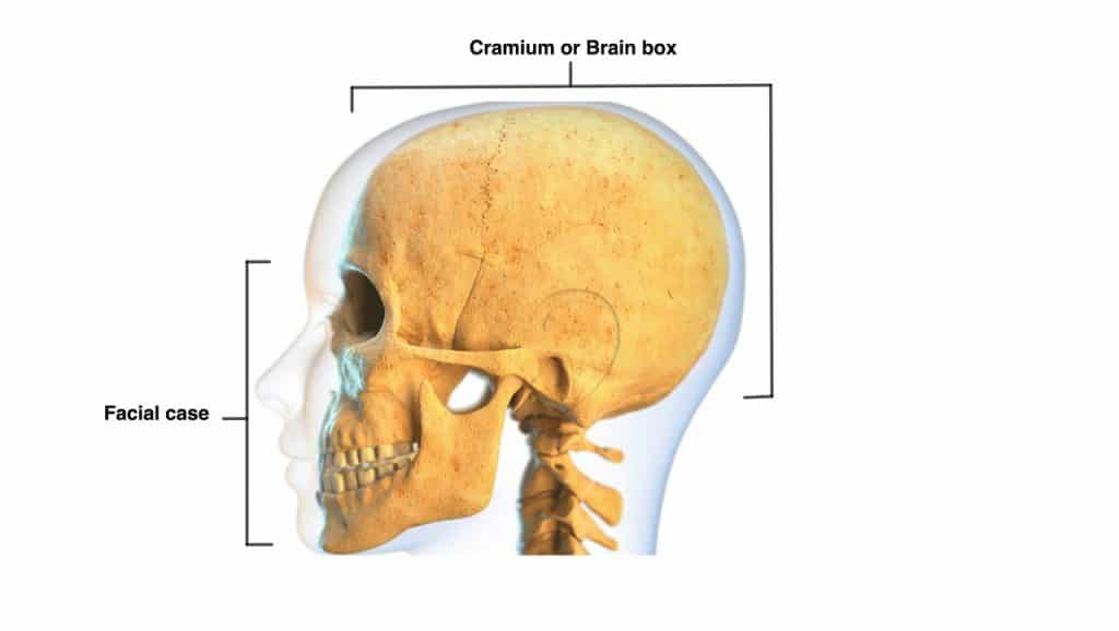 Axial Skeleton - Skull