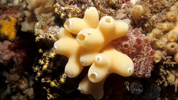  Calcareous Sponges