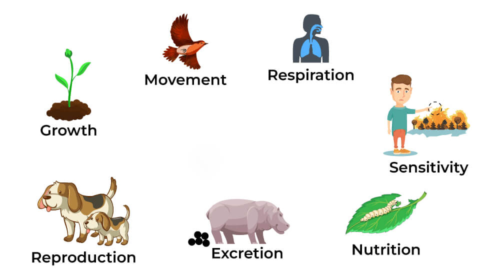 The Characteristics of Living Things