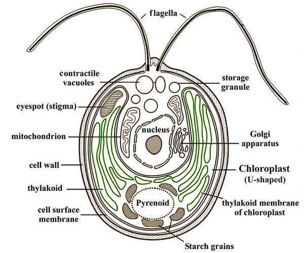 Chlamydomonas