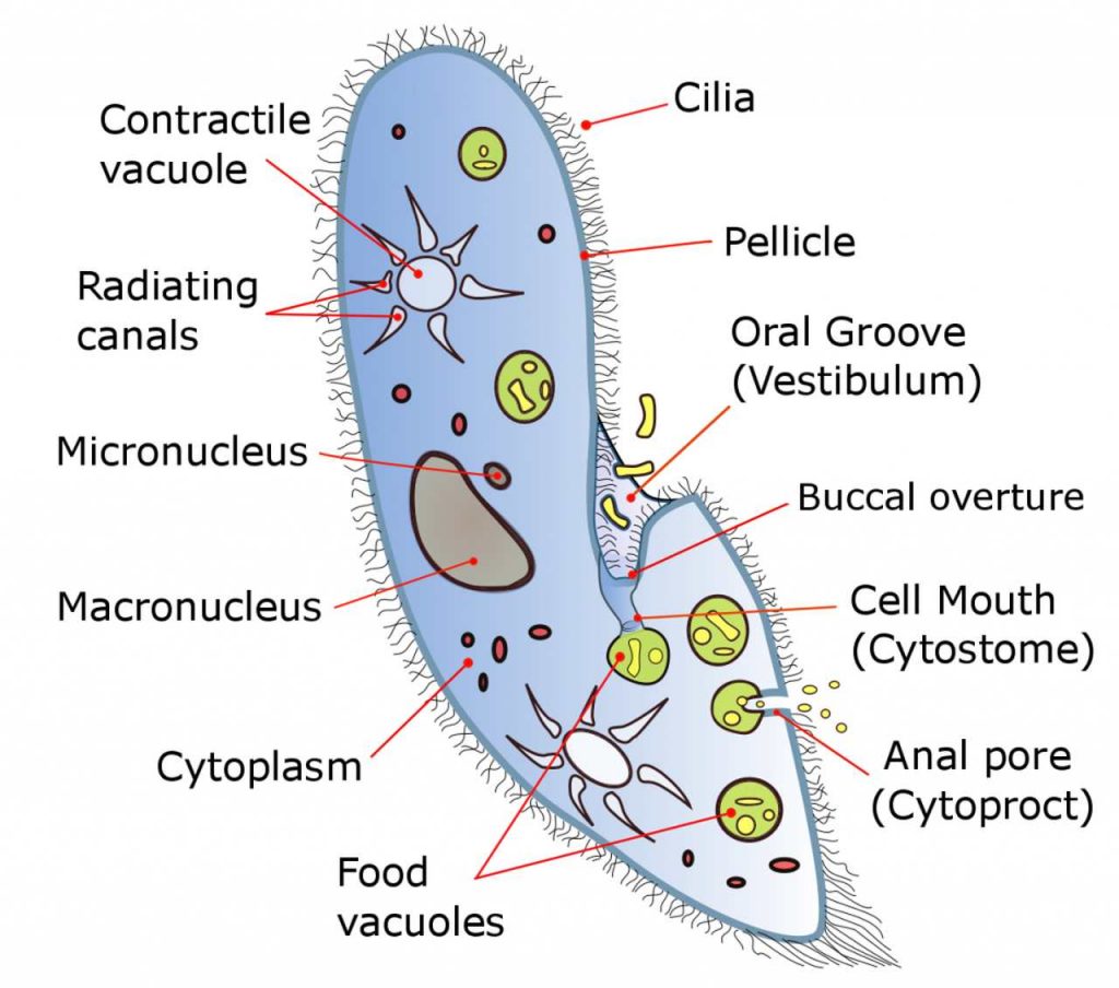 Contractile Vacuoles of Paramecium