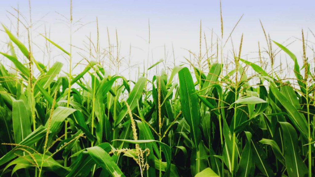Division Spermatophyte 8 monocot maize