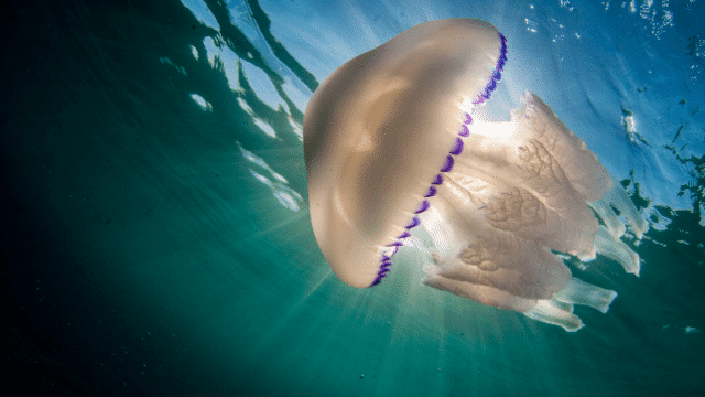 Phylum Coelenterata jellyfish