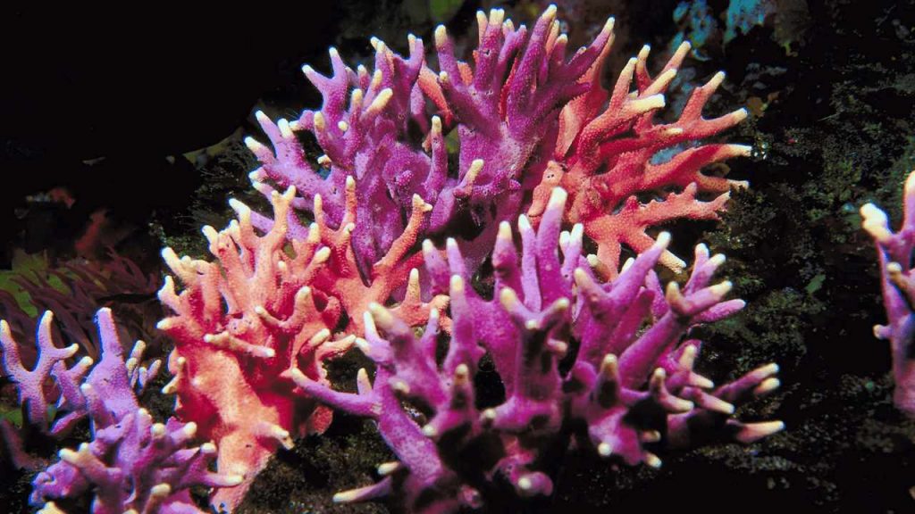 Phylum Coelenterata (Cnidaria) 1 corals