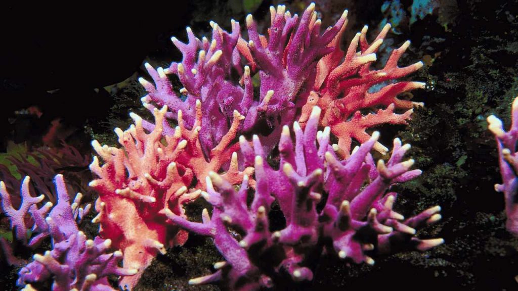 corals