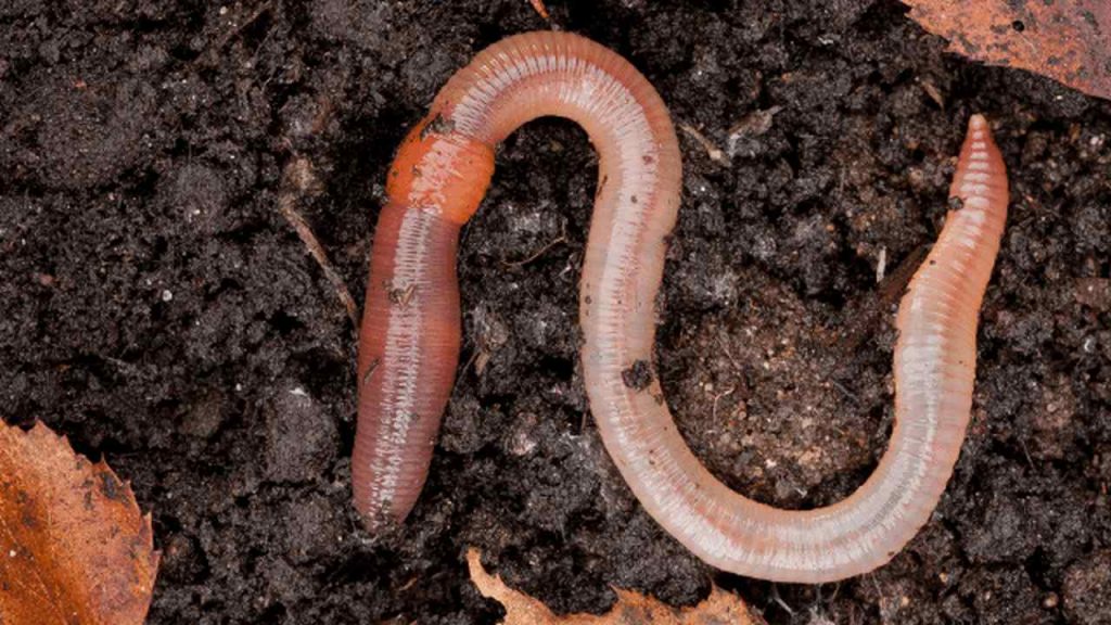 Earthworm