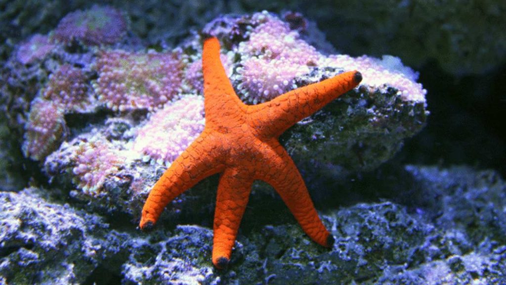 Star Fish