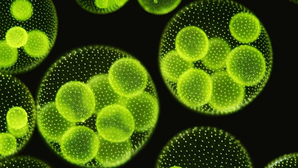 Forms in Which Living Cells Exist 6 Volvox