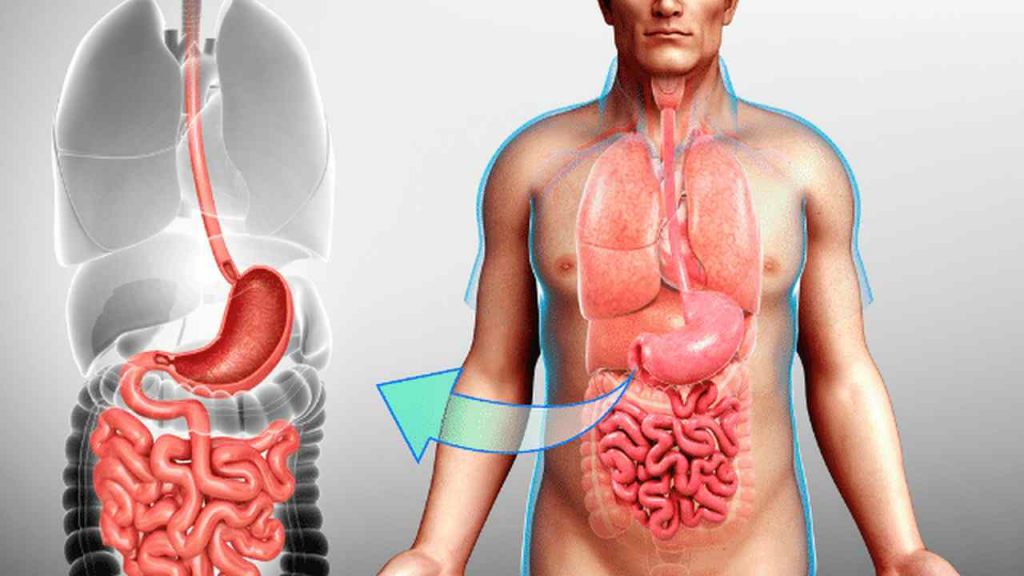 Levels of Organisation 6 organ system