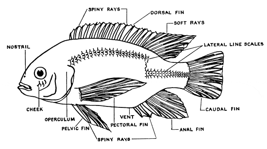 Drawing of the side view of a Tilapia Fish