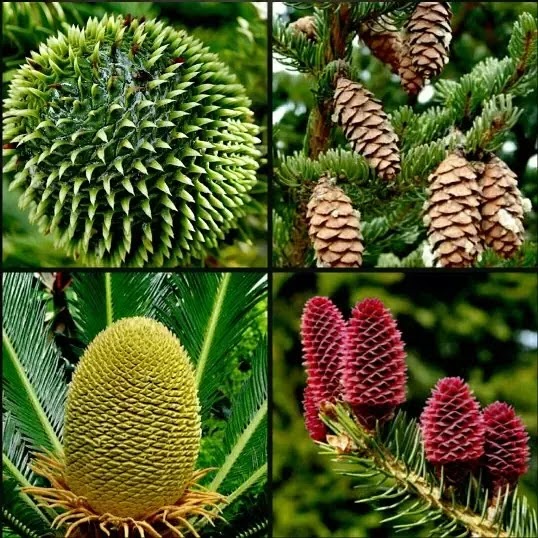 Division Spermatophyte 1 Gymnosperms