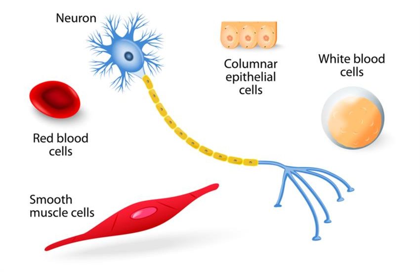 Levels of Organisation 3 Human cells e1658683634943