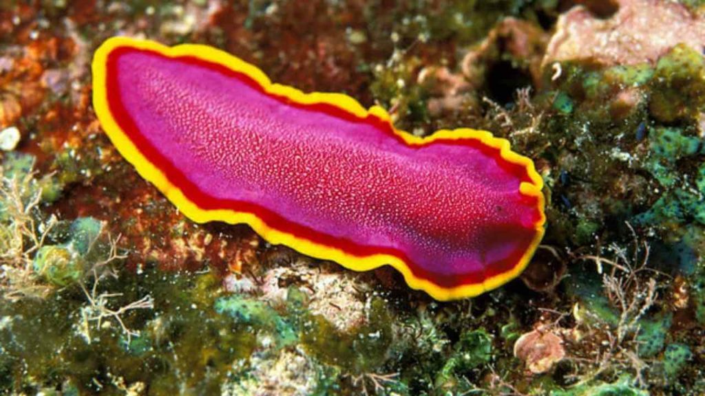 Phylum Platyhelminthes (Flat Worms) 1 Phylum Platyhelminthes