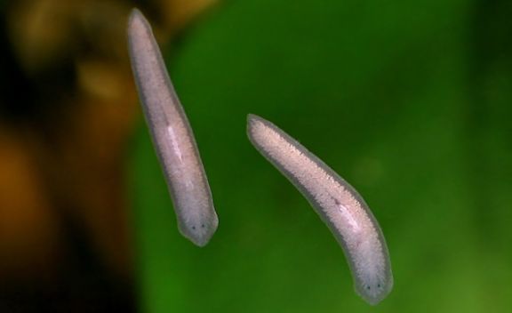 Phylum Platyhelminthes (Flat Worms) 6 Planaria