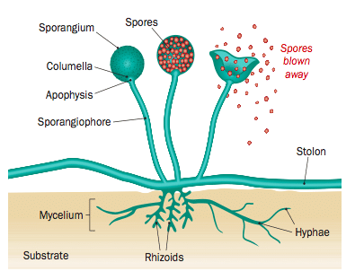 Kingdom Fungi 6 Rhizopus