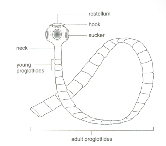 Phylum Platyhelminthes (Flat Worms) 5 Screen Shot 2021 03 19 at 9.01.20 PM